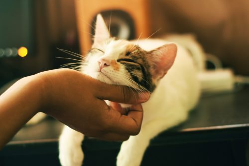 hand rubbing a beautiful white cat